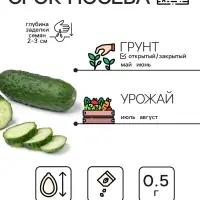 Семена Огурец "Кустовой", 0,5 г