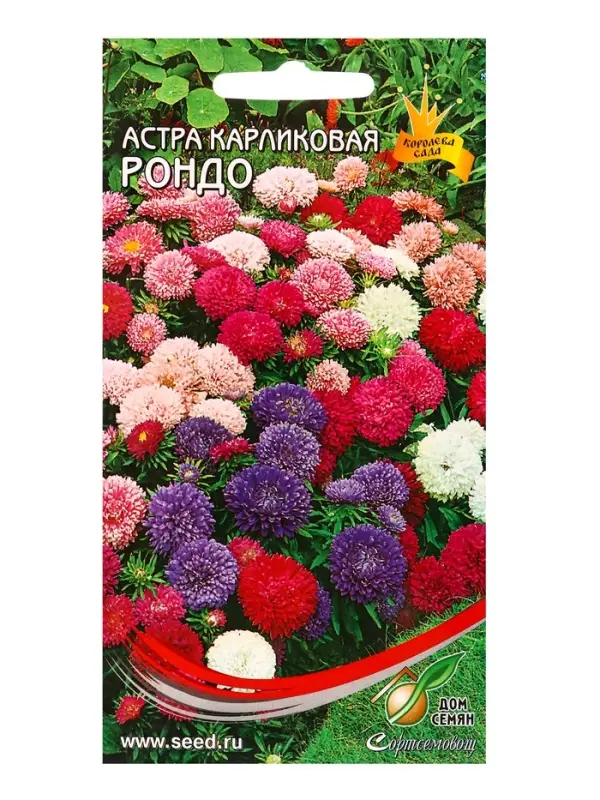 Набор семян Астра карлик &laquo;Рондо&raquo;, смесь, 100 семян