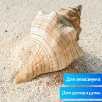 Ракушка декоративная, 8-11 см