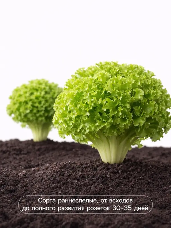 Семена Салат листовой &laquo;Весёлая грядка&raquo;, смесь, 0.5 г, &laquo;Аэлита&raquo;