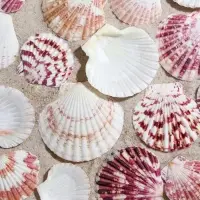 Набор ракушек, "Гребешок пуксидатус", размер 4 - 6 см, 100 г Набор ракушек, "Гребешок пуксидатус", размер 4 - 6 см, 100 г