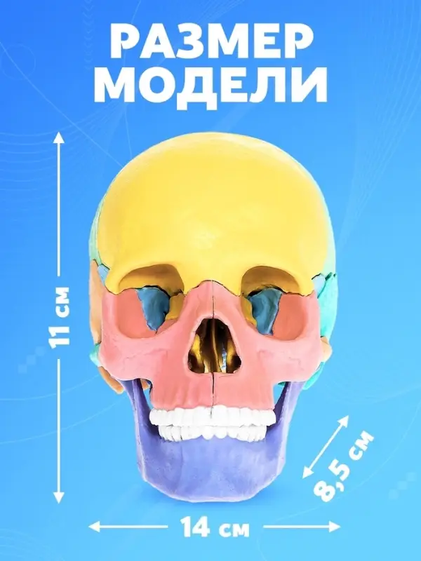 Набор для опытов &laquo;Череп человека&raquo;, анатомическая модель