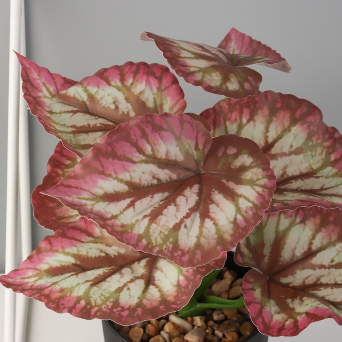 Бонсай в горшке Бонсай в горшке "Каладиум премиум экстра" 21х10 см, микс