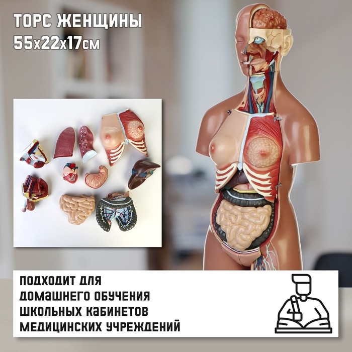 Макет  Макет "Торс женщины", разборный, 55*22*17см
