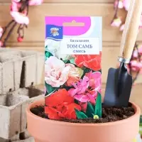 Семена цветов Цв Бальзамин "Том Самб", Смесь,0,2 гр Семена цветов Цв Бальзамин "Том Самб", Смесь,0,2 гр