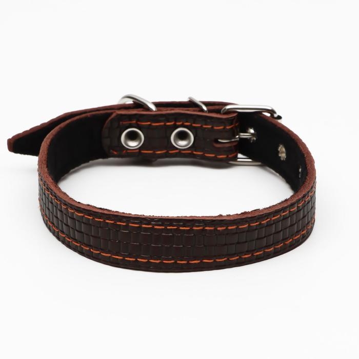 Ошейник кожаный с тиснением на синтепоне, 55 х 2.5 см, ОШ 35-45 см, коричневый Ошейник кожаный с тиснением на синтепоне, 55 х 2.5 см, ОШ 35-45 см, коричневый