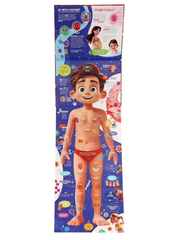 Книга - раскладушка детская «Как устроено моё тело», 40 окошек Книга - раскладушка детская «Как устроено моё тело», 40 окошек