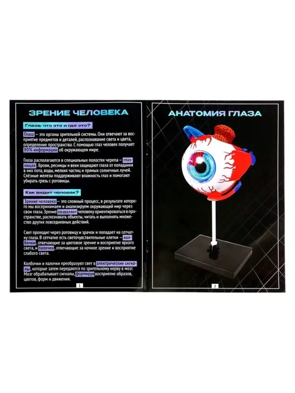 Набор для опытов &laquo;Строение глаза&raquo;, анатомическая модель