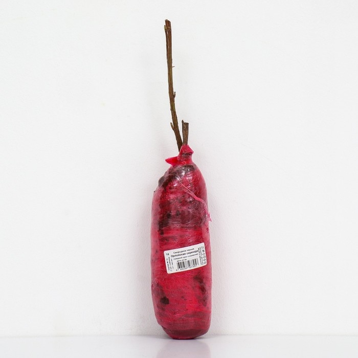 Смородина черная «Орловская серенада », перспективные сорта, саженец, 1 шт., туба Смородина черная «Орловская серенада », перспективные сорта, саженец, 1 шт., туба