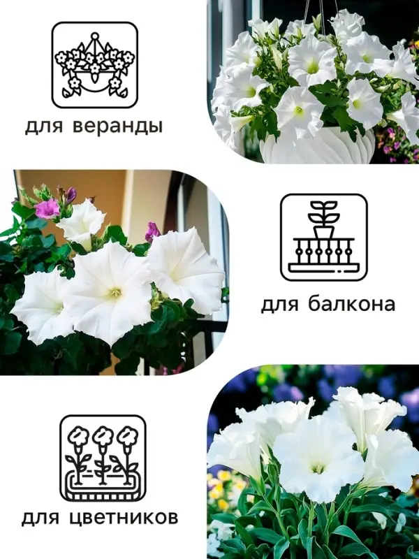 Семена цветов Петуния &laquo;Афродита&raquo;, F1, белая, крупноцветковая, 7 шт., &laquo;Аэлита&raquo;