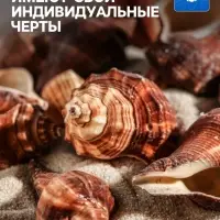 Набор ракушек, 5 - 7 см, 100 г