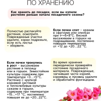 Гладиолус Низкорослый "Лас-Вегас", луковица цветов в пакете с перфорацией, р-р 10+, 7 шт.