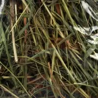 Сено луговое &laquo;Пижон&raquo; для грызунов, 20 л, 500 г