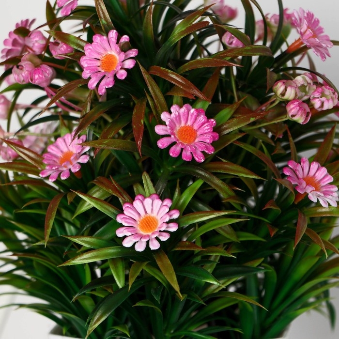 Бонсай в горшке Бонсай в горшке "Ромашка нивяник" 11х22 см, микс