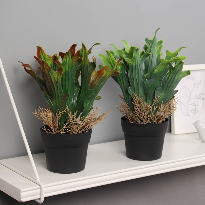 Бонсай в горшке Бонсай в горшке "Калла премиум экстра" 24х10,5 см, микс