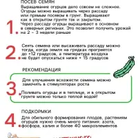 Семена Огурец «Феникс», пчелоопыляемый, среднеспелый, 0.5 г