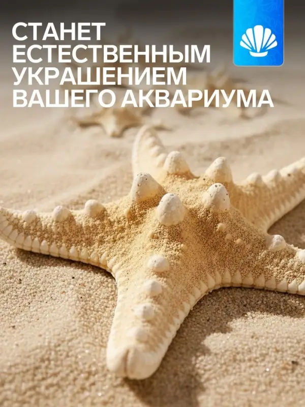 Набор из 3 морских звезд, размер 5-7 см, 7-10 см, 10-12 см, белый