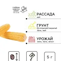 Семена Кукуруза &laquo;Кубанская консервная 148&raquo;, &laquo;Агроуспех&raquo;, 5 г