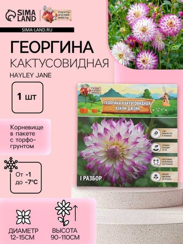 Георгина Кактусовидная HAYLEY JANE, клубелуковица в упаковке, р-р I, 1 шт.