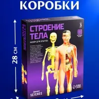 Набор для опытов &laquo;Строение тела&raquo;, анатомия человека