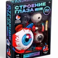 Набор для опытов &laquo;Строение глаза&raquo;, анатомическая модель