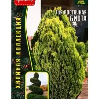 Семена Туя восточная &laquo;Биота&raquo;, 30 шт., &laquo;Григорьев&raquo;