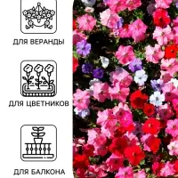 Семена цветов Петуния &laquo;Фристайл&raquo; берри морнинг, F1, 7 шт., &laquo;АЭЛИТА&raquo;