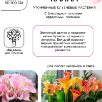 Калла «Смесь», клубнелуковица в пакете с перфорацией, р-р 10/12, 5 шт.