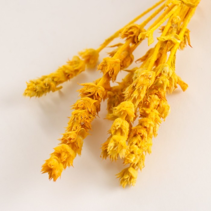 Набор сухоцветов Набор сухоцветов "Железница", банч длина 35 (+/- 6 см), желтый