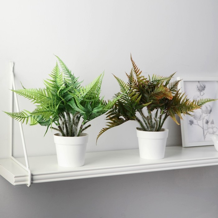 Бонсай в горшке Бонсай в горшке "Папоротник нефролепис" 8,5х21 см, микс