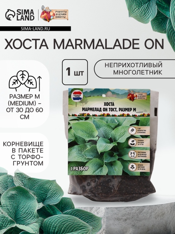 Хоста Marmalade on Toast, корневище в пакете с торфогрунтом, р-р I, размер M,1 шт.