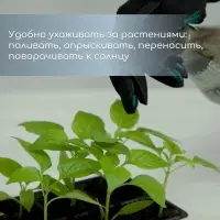 Кассета для рассады, 6 ячеек по 120 мл, пластик, чёрная, набор 5 шт.