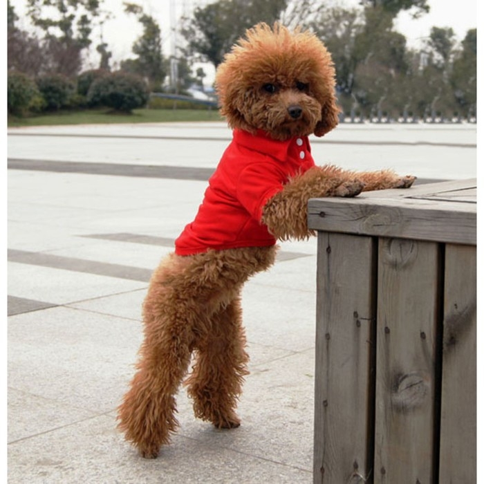 Футболка-поло для животных, L (ДС 35, ОГ 45, ОШ 30 см), красная Футболка-поло для животных, L (ДС 35, ОГ 45, ОШ 30 см), красная