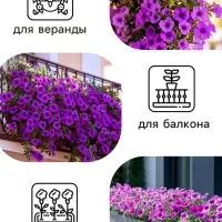 Семена цветов Петуния &laquo;Мамбо&raquo; F1 фиолетовая многоцветковая, 7 шт., однолетник, &laquo;Аэлита&raquo;