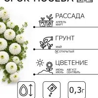Семена цветов Цинния &laquo;Полярный медведь&raquo;, 0.3 г