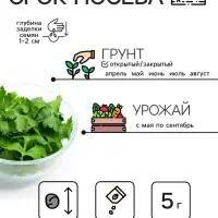 Семена Кориандр "Бородинский", 5 г