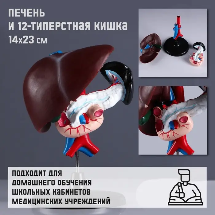 Анатомическая модель &laquo;Макет печени и 12-перстной кишки&raquo;, 14&times;23 см