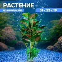 Растение аквариумное &laquo;В горшочке&raquo;, 31&times;23&times;19 см