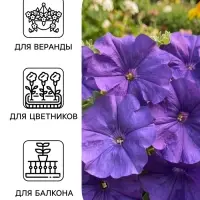 Семена цветов Петуния &laquo;Лимбо&raquo; F1, синяя, крупноцветковая, драже, 7 шт.