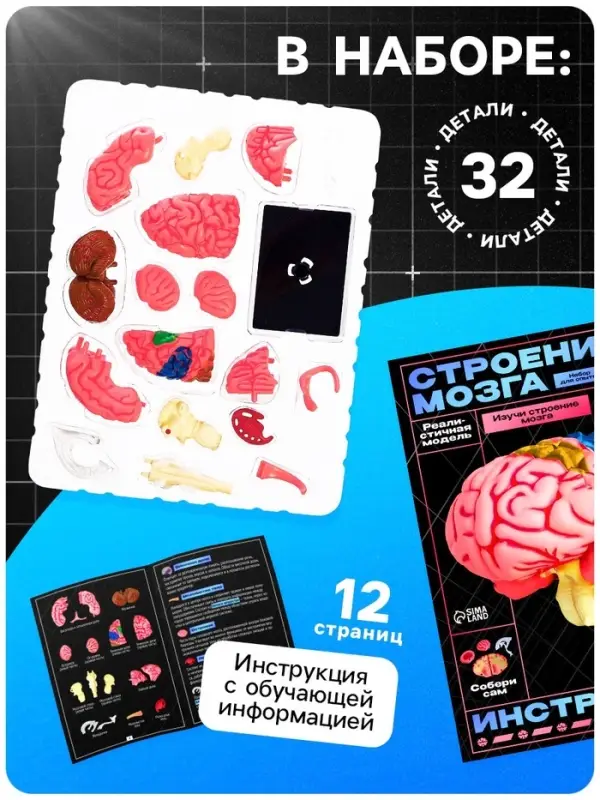 Набор для опытов &laquo;Строение мозга&raquo;, анатомическая модель