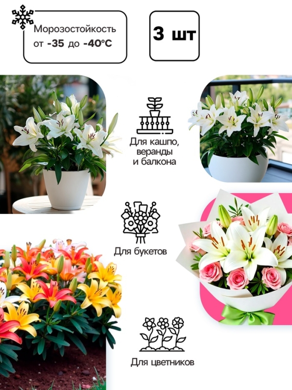 Лилия Турецкая шапочная "Spec.Var. Rubrum Uchida", р-р 12/14, 2 шт.