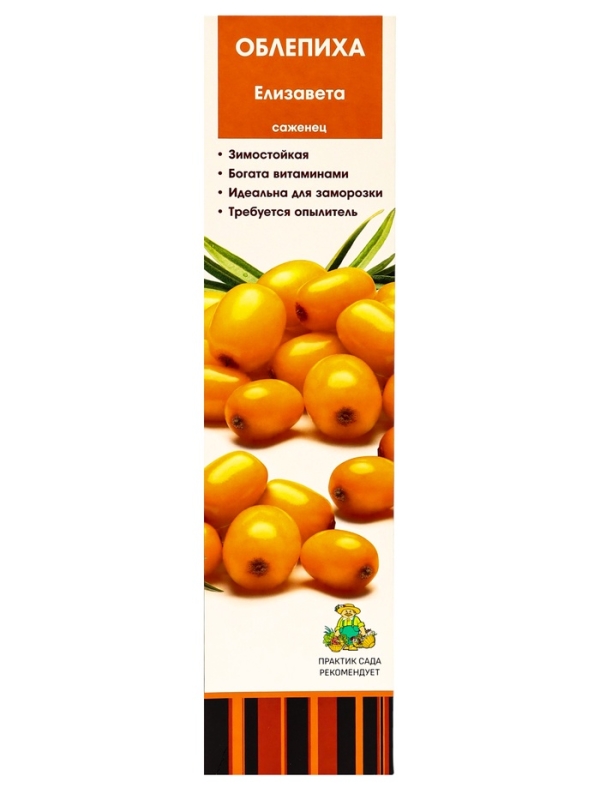 Саженец Облепиха «Елизавета », плодовый, 1 шт., туба Саженец Облепиха «Елизавета », плодовый, 1 шт., туба