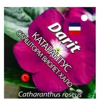 Семена цветов Катарантус Саншторм "Виолет Хало", О, 10 шт