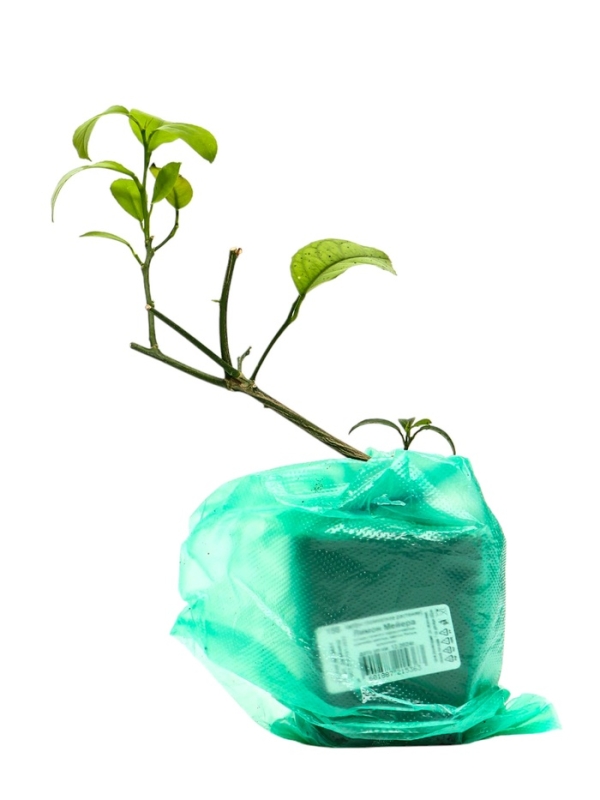 Цитрус Цитрус "Лимон Мейера", туба, 1 шт, Весна 2025