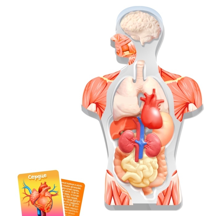 Набор для опытов «Моё удивительное тело», в пакете Набор для опытов «Моё удивительное тело», в пакете