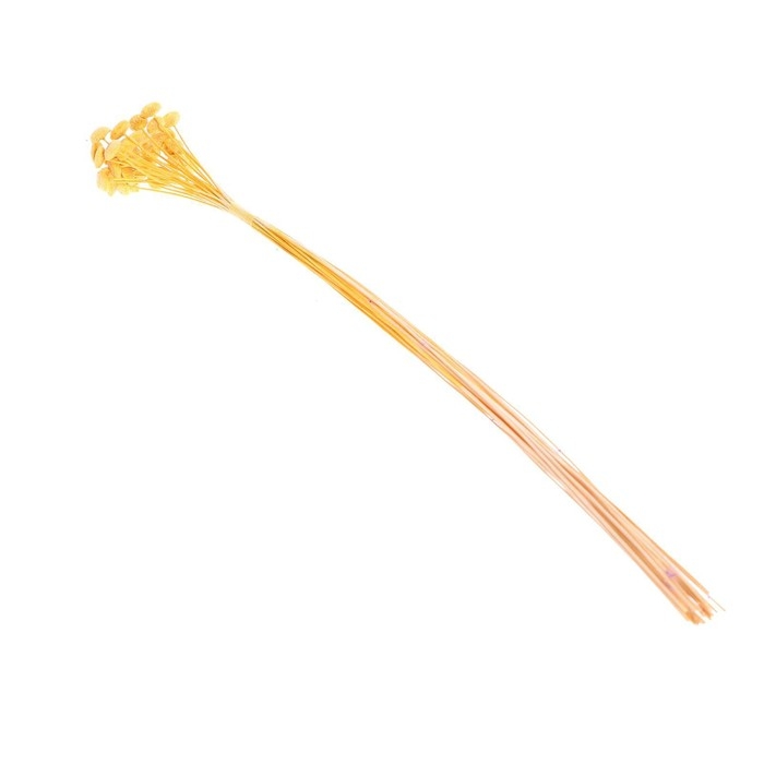 Сухоцвет «Батао» набор 20 шт., цвет жёлтый Сухоцвет «Батао» набор 20 шт., цвет жёлтый