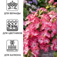 Семена цветов Петуния &laquo;Нуволари&raquo; F1, дасти морн, полуампельная, 5 шт.
