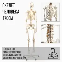 Анатомическая модель &laquo;Макет скелета взрослого человека&raquo;, 170 см