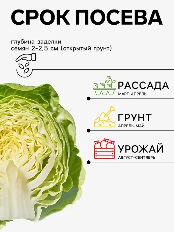 Семена Капуста белокочанная &laquo;Атрия&raquo; F1, 10 шт. &laquo;Семена Алтая&raquo;