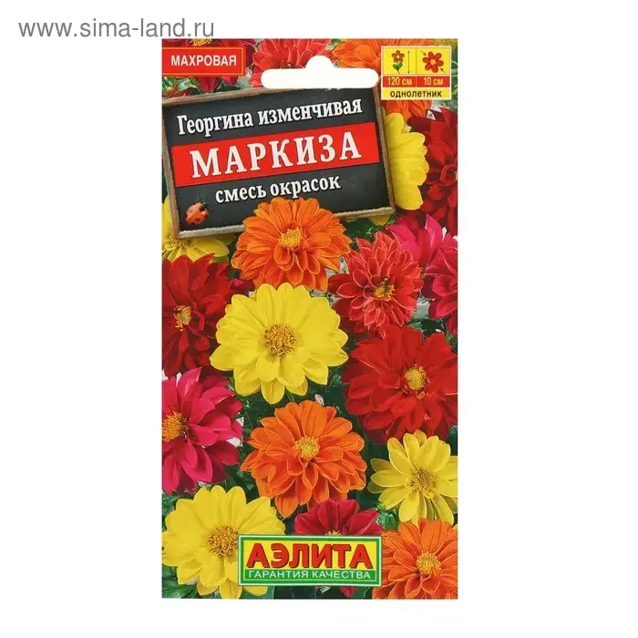 Семена  цветов Георгина махровая "Маркиза", смесь окрасок, О, 10 шт